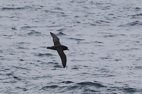 Northern Giant-Petrel - ML634627033