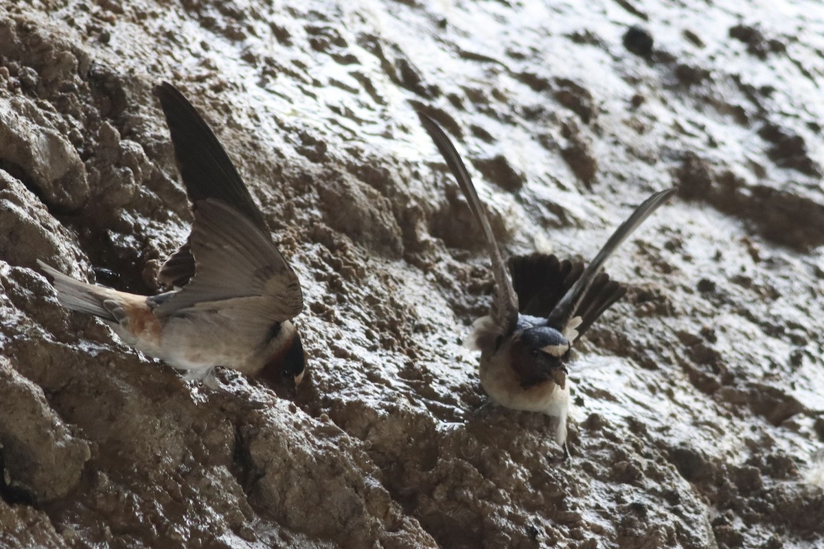 Cliff Swallow - ML634627035