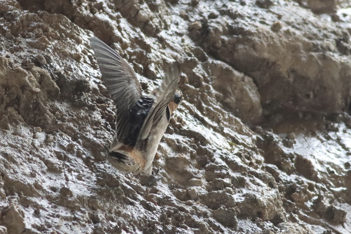 Cave Swallow - ML634627046