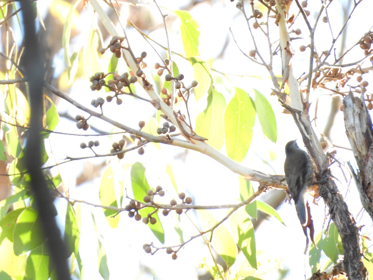 Red-browed Treecreeper - ML634627096