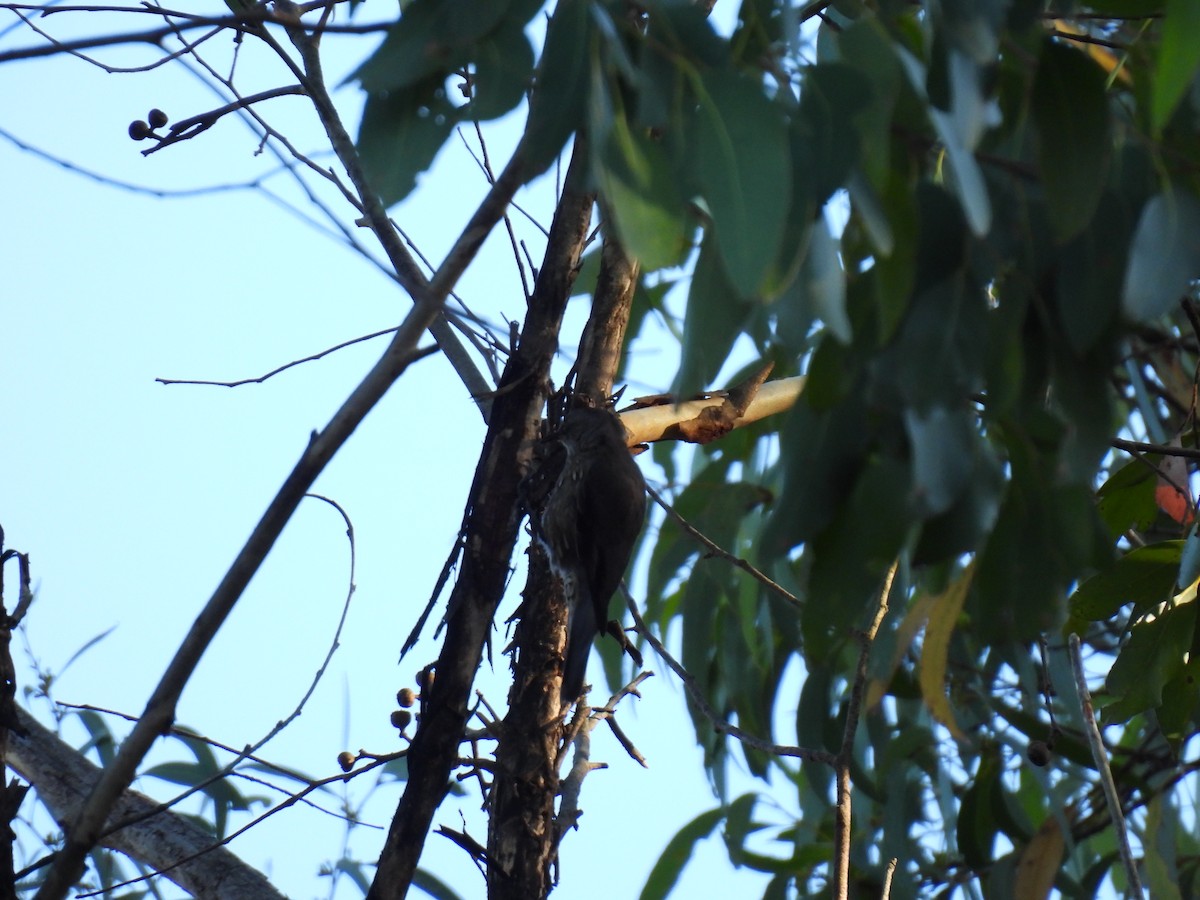 Red-browed Treecreeper - ML634627097
