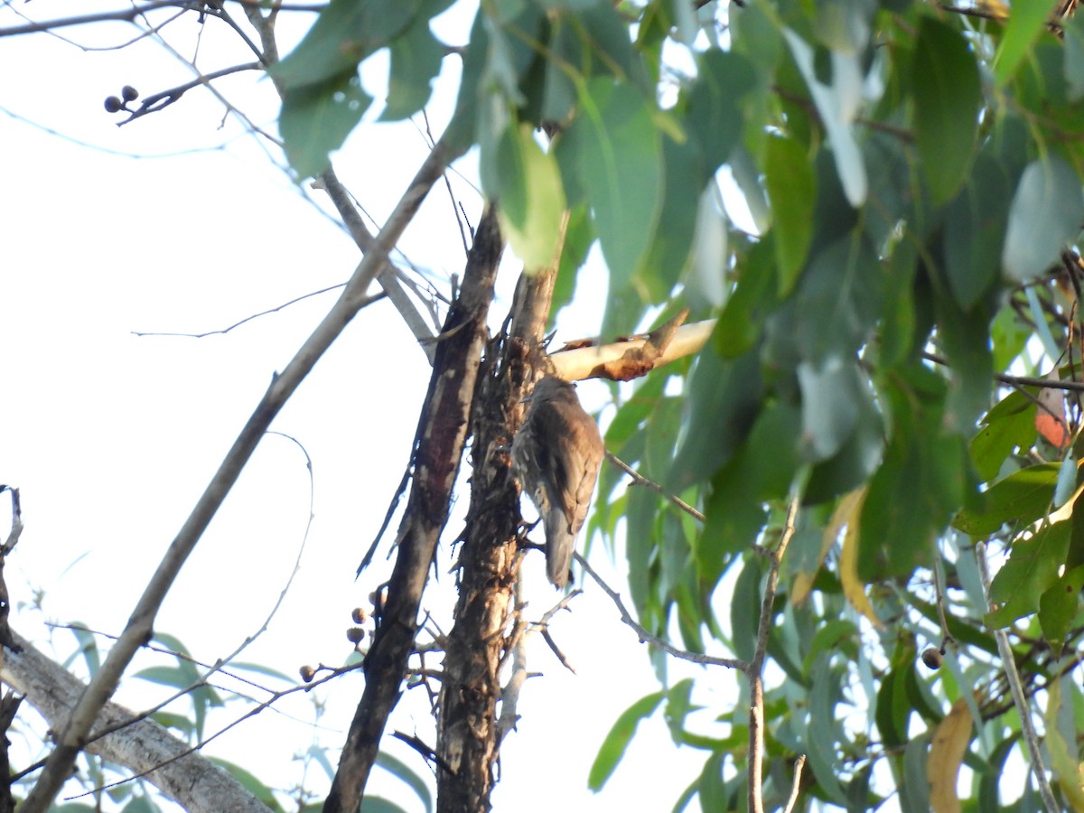 Red-browed Treecreeper - ML634627098