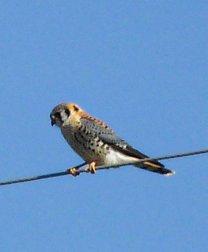 American Kestrel - ML634627102