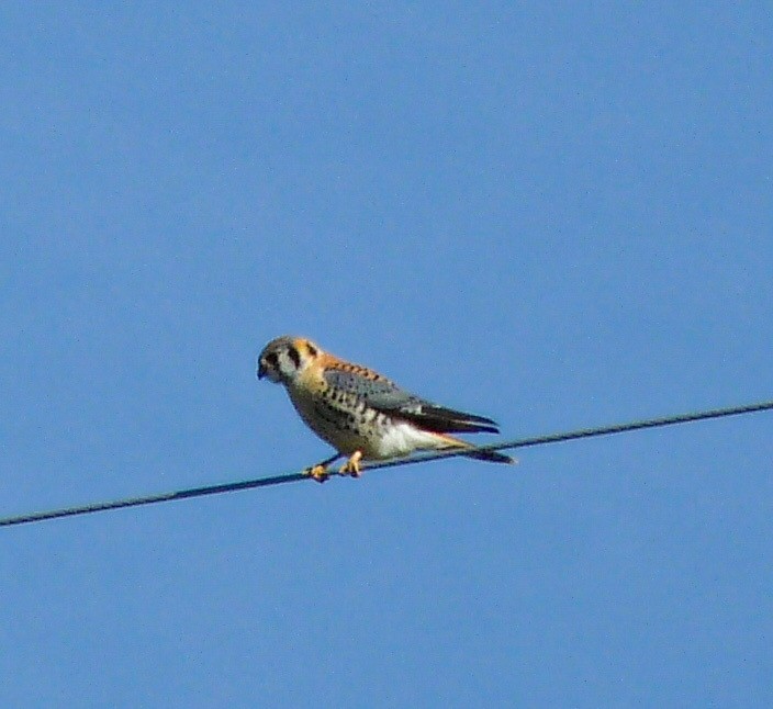 American Kestrel - ML634627103