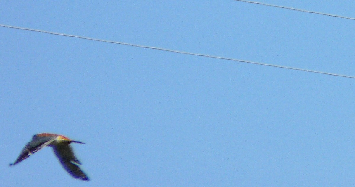 American Kestrel - ML634627104