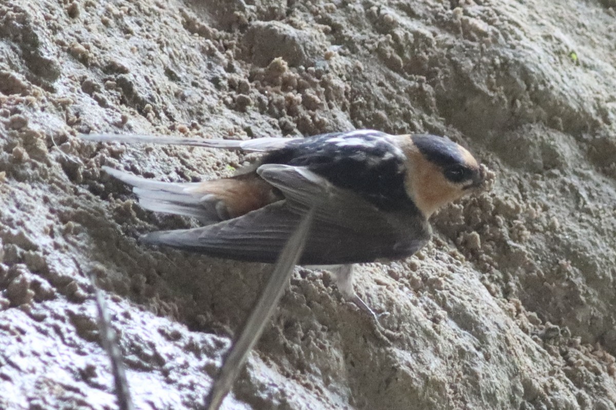 Cave Swallow - ML634627115