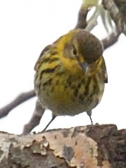 Cape May Warbler - ML634627118