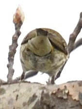 Cape May Warbler - ML634627119
