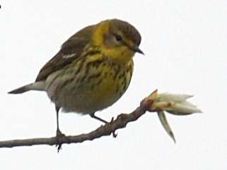 Cape May Warbler - ML634627121