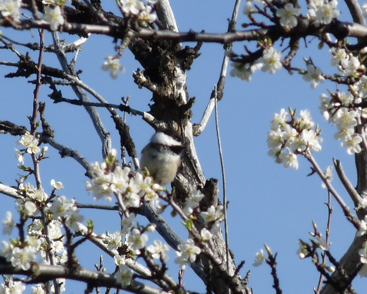 Black-capped Chickadee - ML634627123