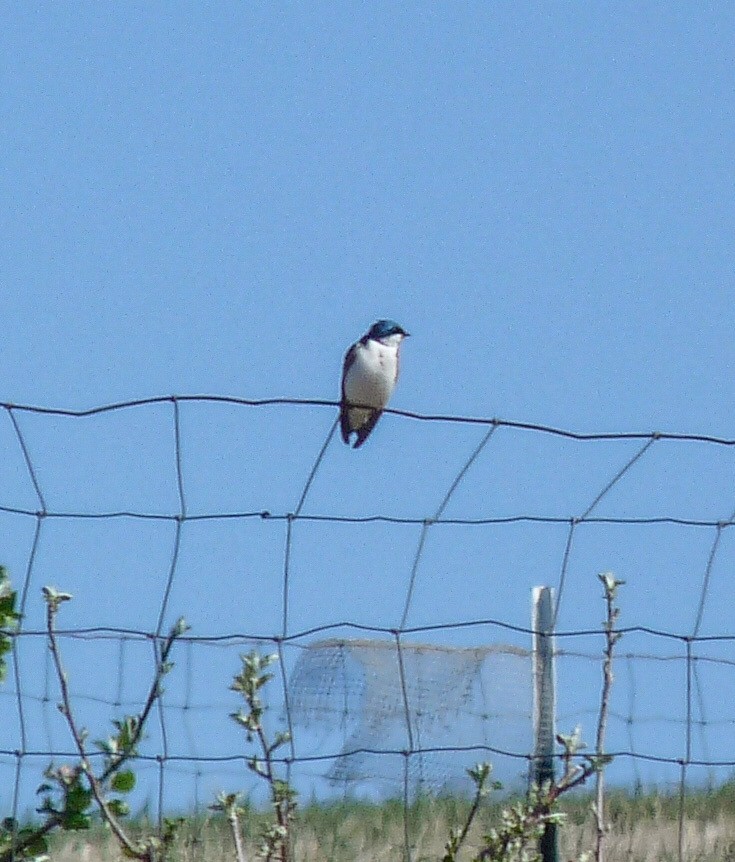 Tree Swallow - ML634627135