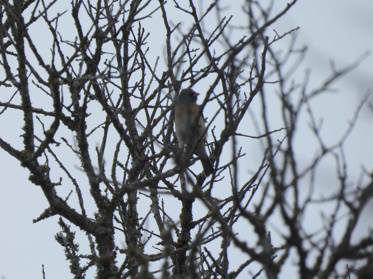 Lazuli Bunting - ML634627143