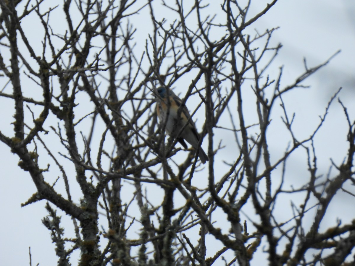 Lazuli Bunting - ML634627144
