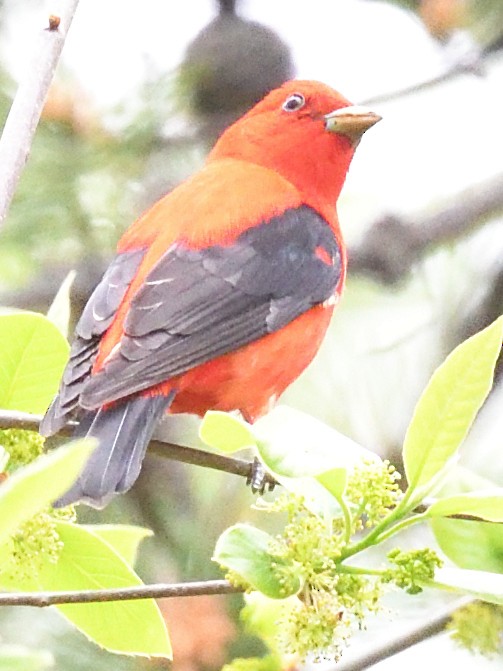 Scarlet Tanager - ML634627146