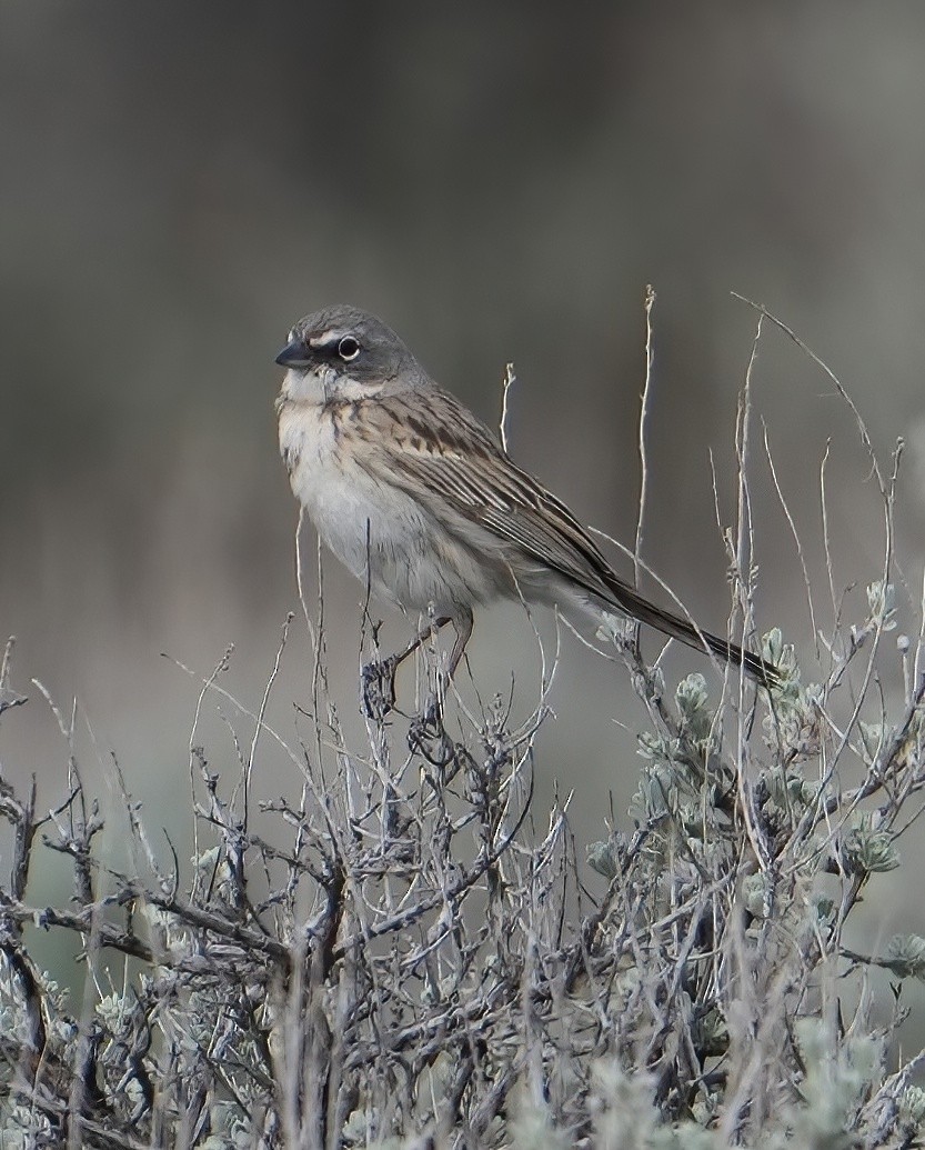 Sagebrush Sparrow - ML634627149