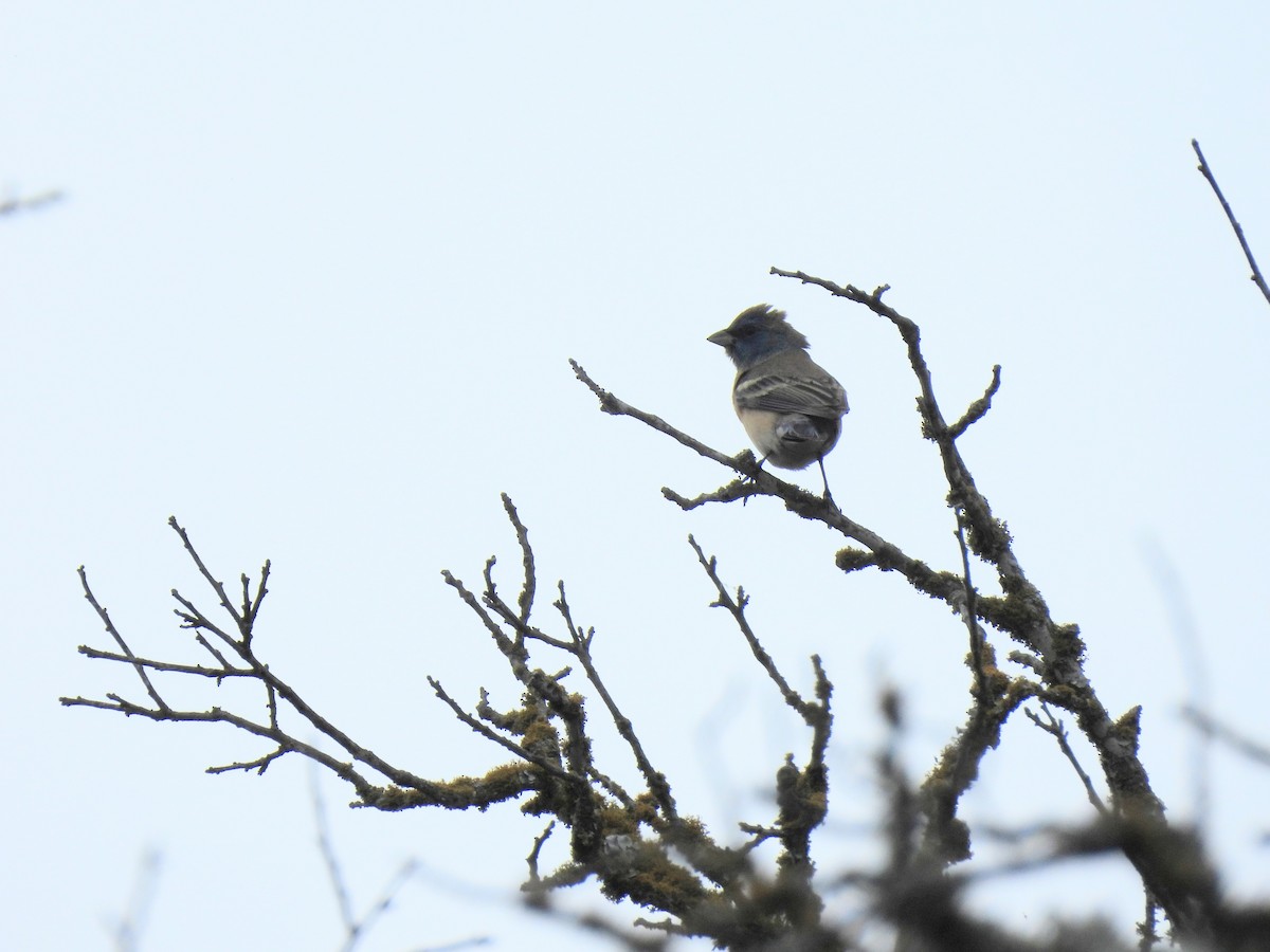 Lazuli Bunting - ML634627153