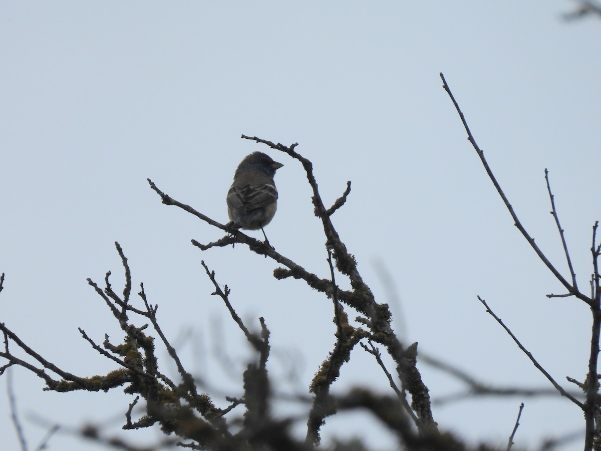 Lazuli Bunting - ML634627154