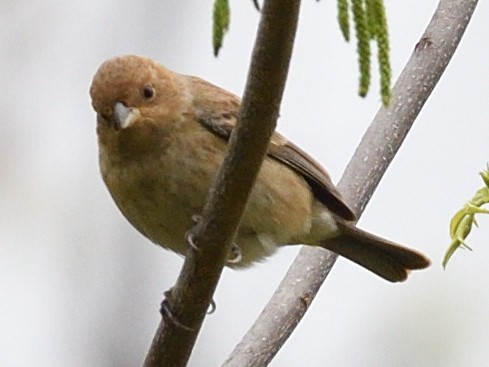Indigo Bunting - ML634627180