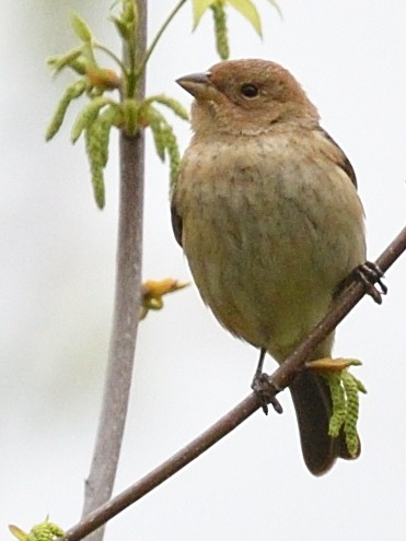 Indigo Bunting - ML634627181