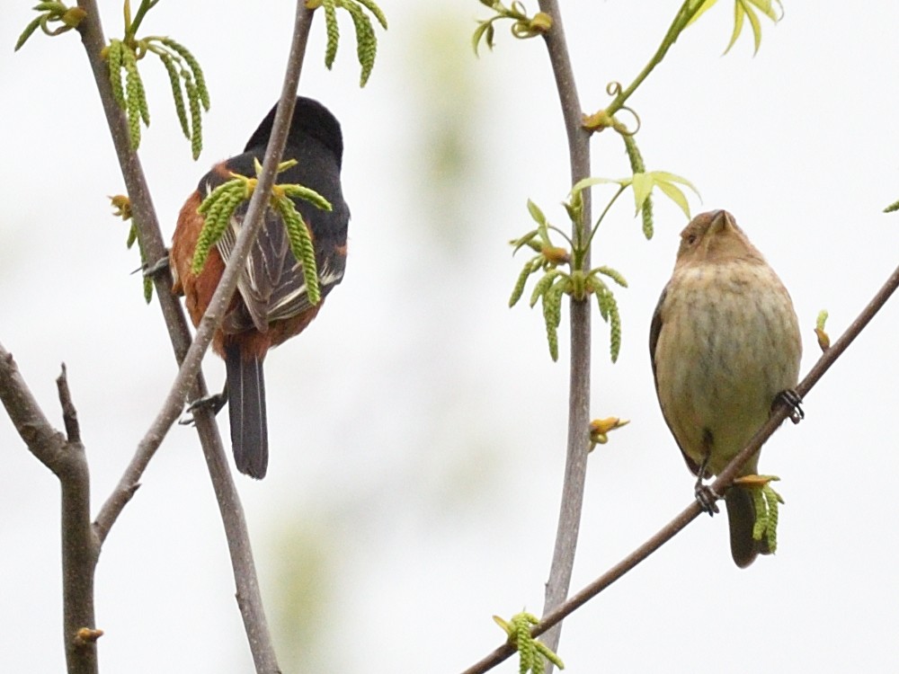 Indigo Bunting - ML634627182