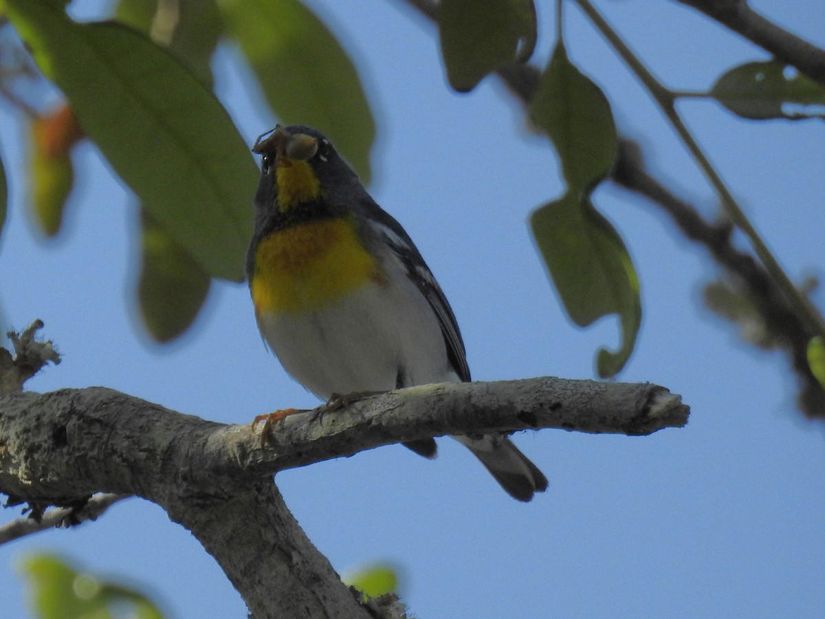 Northern Parula - ML634627197