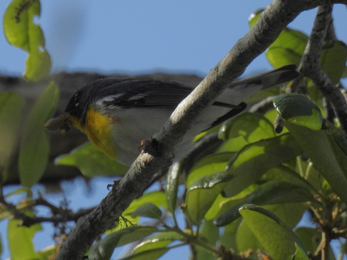 Northern Parula - ML634627198