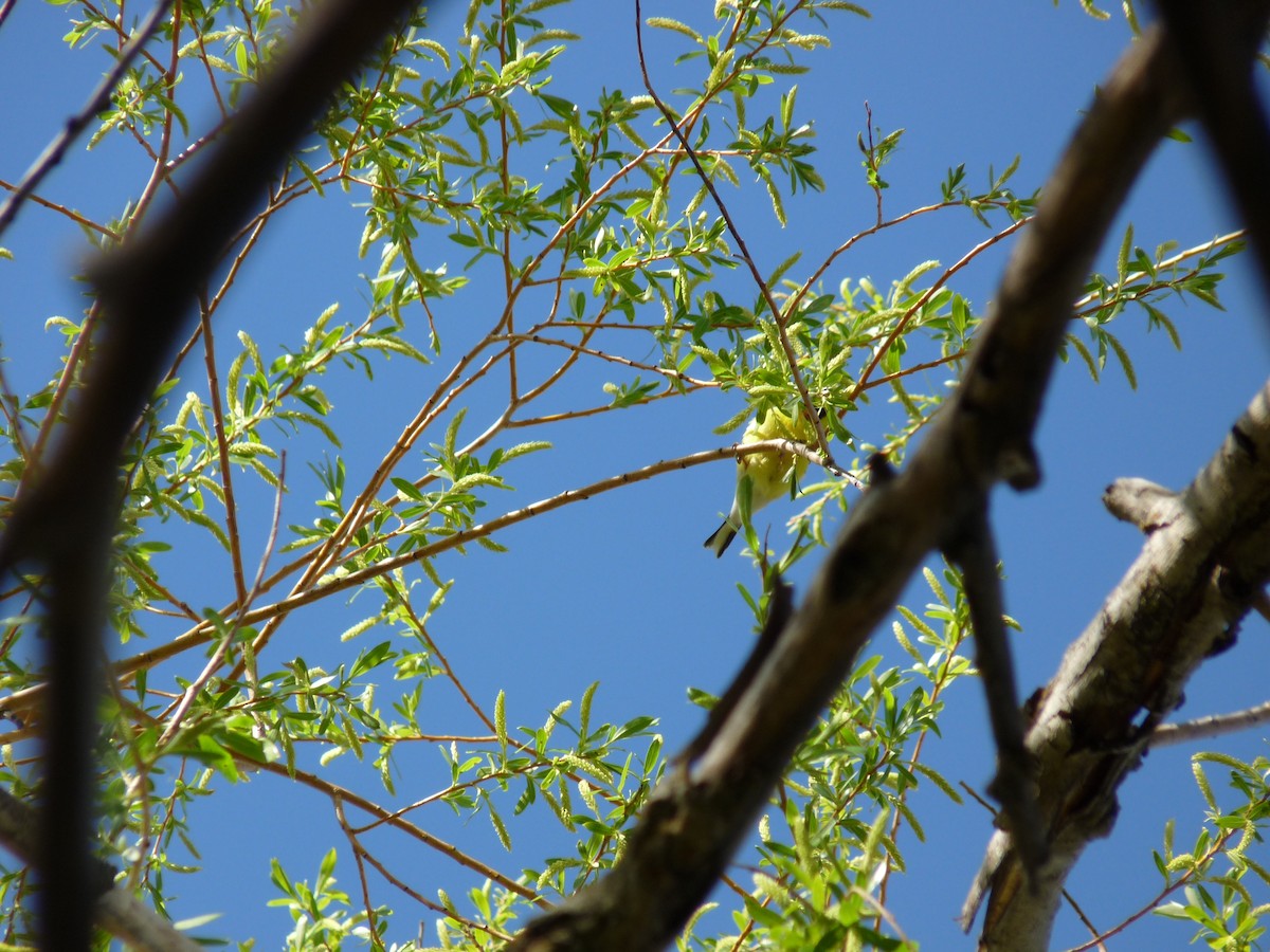 American Goldfinch - ML634627199