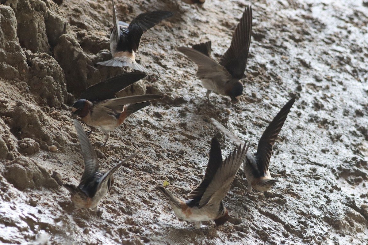 Cliff Swallow - ML634627203