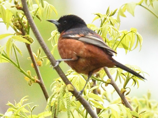 Orchard Oriole - ML634627222