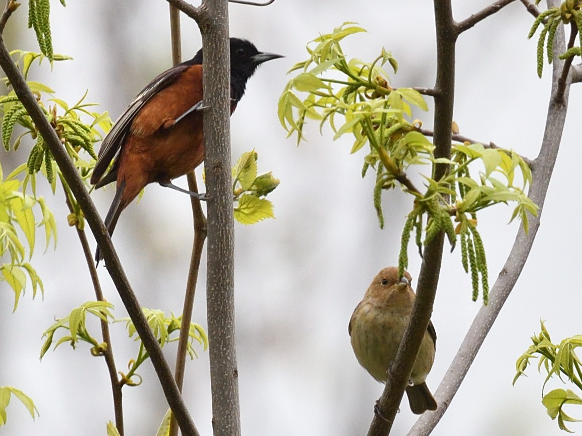 Orchard Oriole - ML634627223