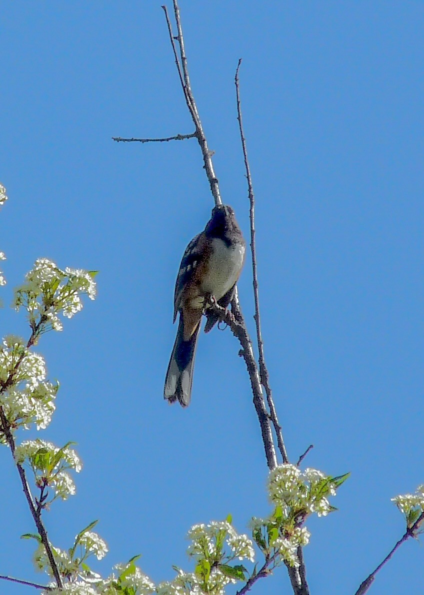 Spotted Towhee - ML634627248