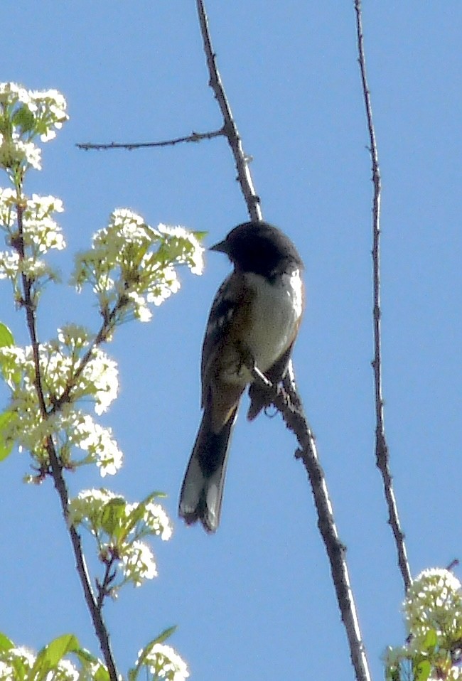 Spotted Towhee - ML634627249