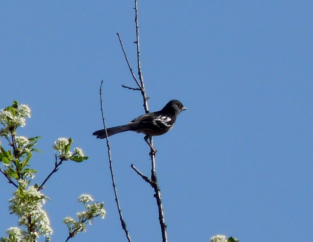 Spotted Towhee - ML634627250