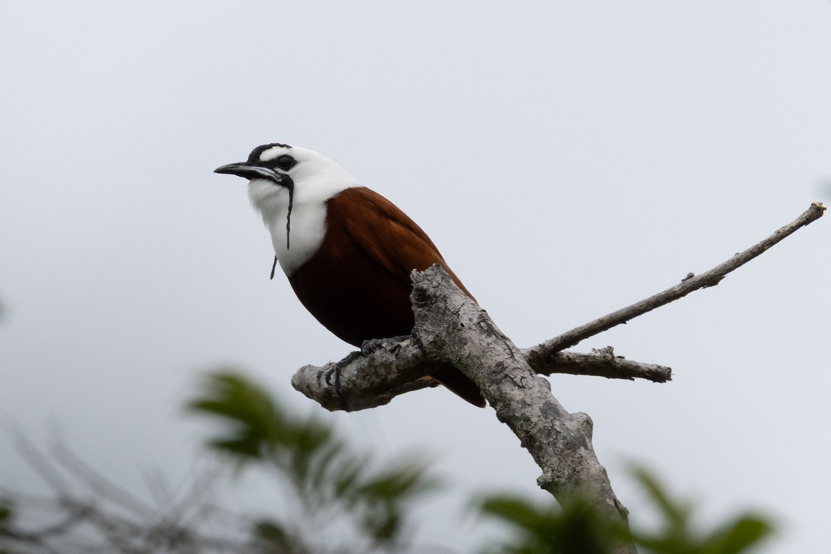 Araponga tricaronculé - ML634627258