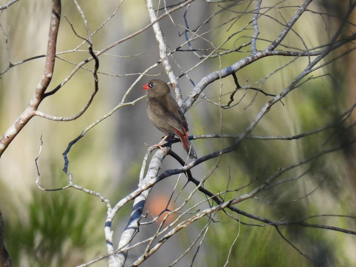Beautiful Firetail - ML634627261