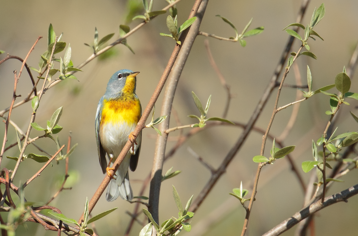 Northern Parula - ML634627352