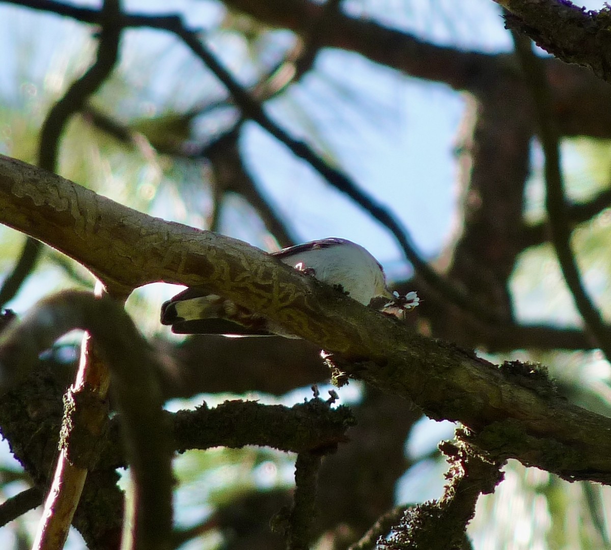 White-breasted Nuthatch - ML634627355