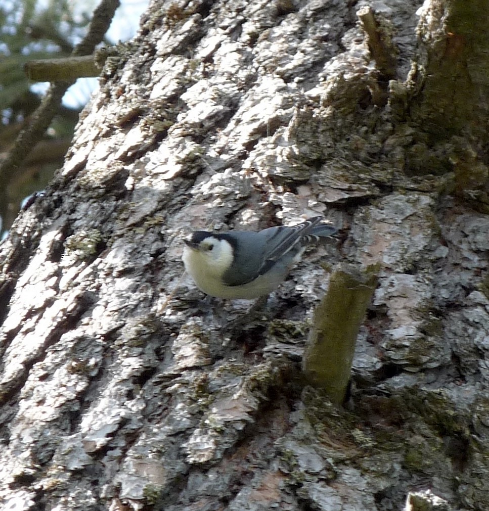 White-breasted Nuthatch - ML634627356