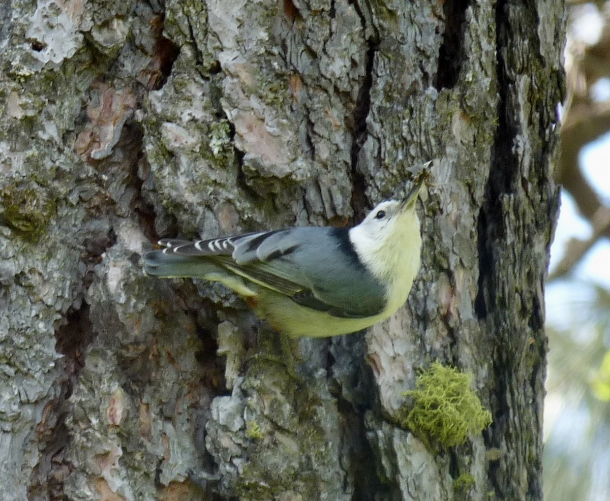 White-breasted Nuthatch - ML634627358
