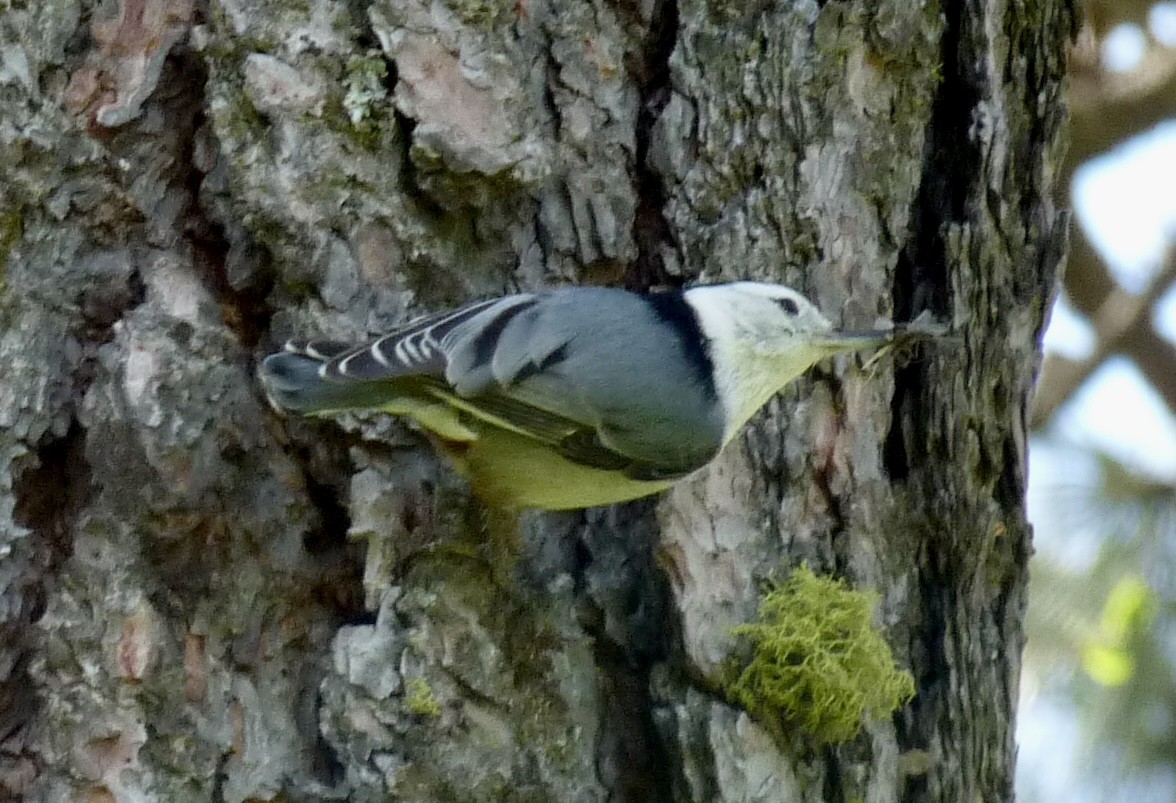 White-breasted Nuthatch - ML634627359