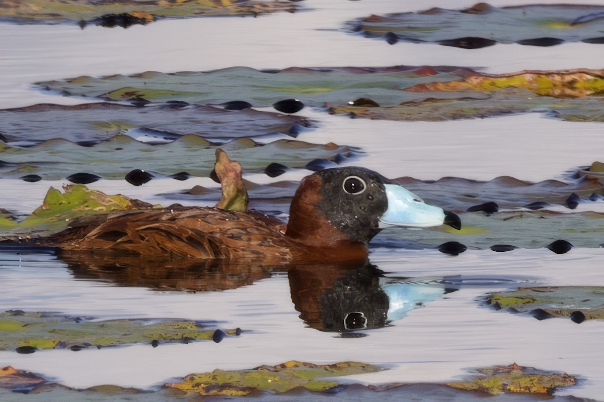 Masked Duck - ML634627369
