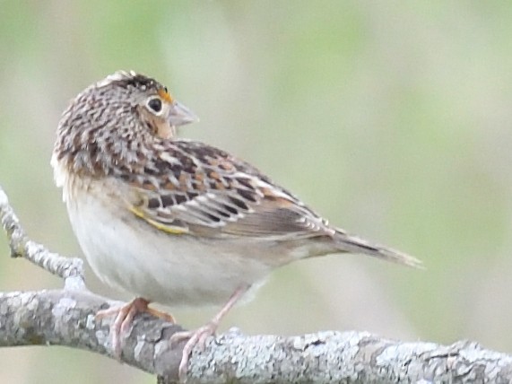 Grasshopper Sparrow - ML634627370