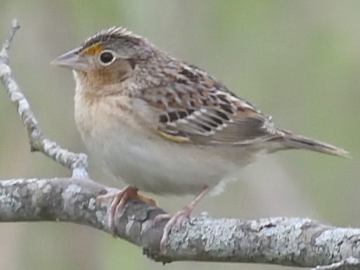 Grasshopper Sparrow - ML634627371