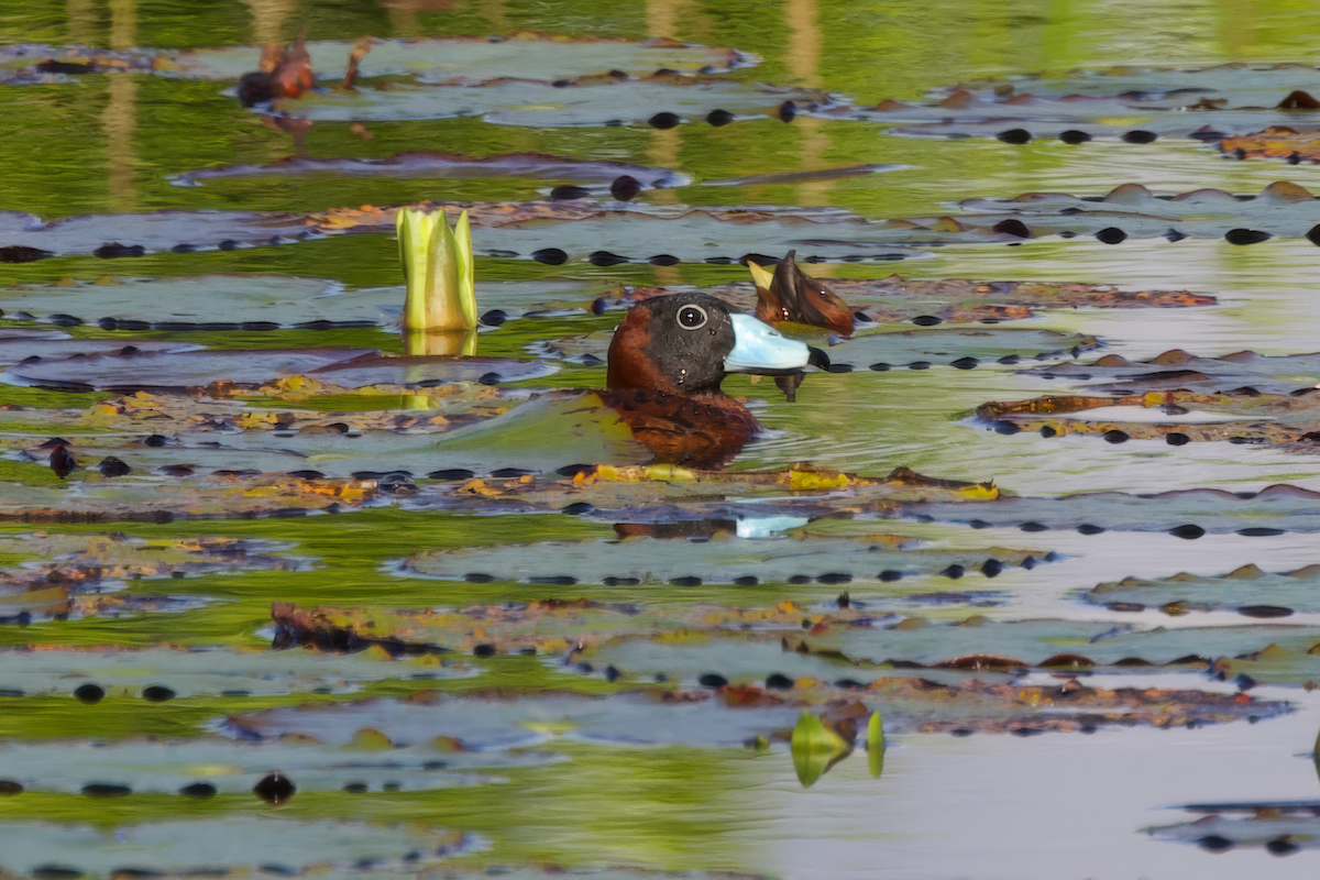 Masked Duck - ML634627387