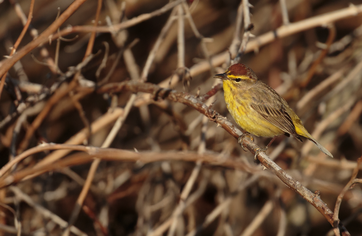 Palm Warbler - ML634627392
