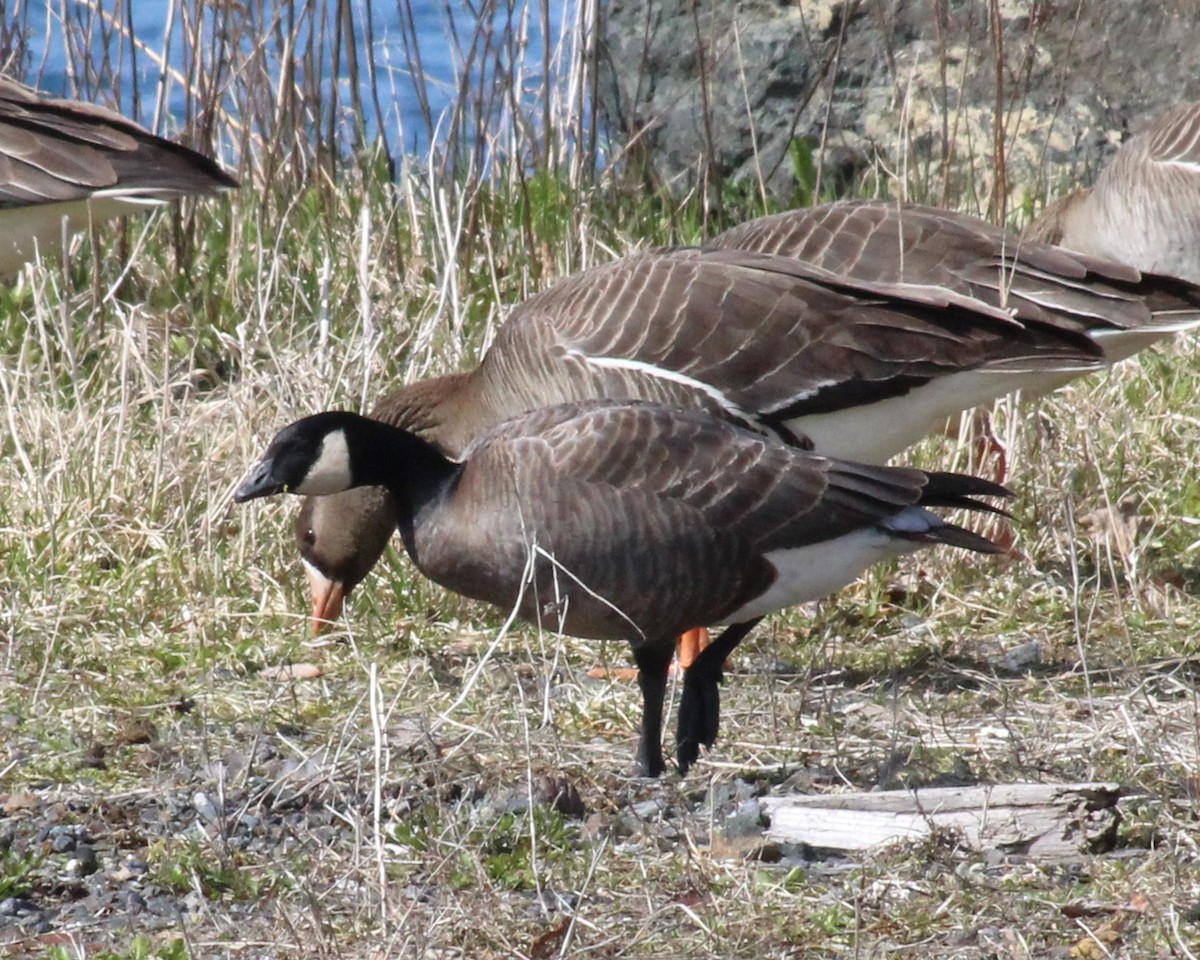 Cackling Goose - ML634627431