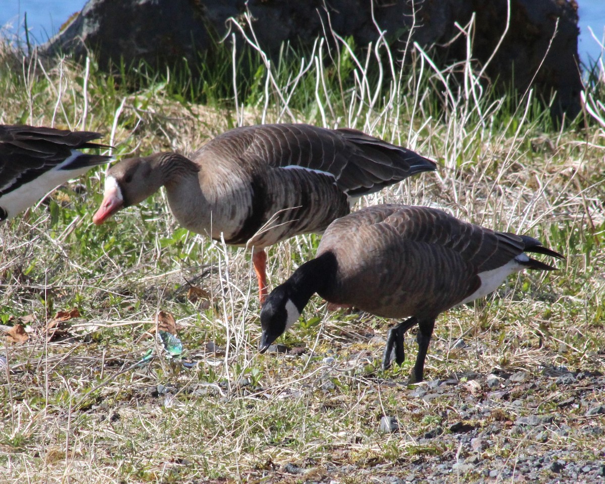 Cackling Goose - ML634627433