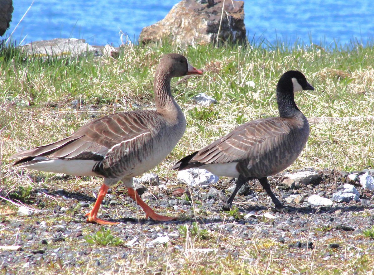 Cackling Goose - ML634627435