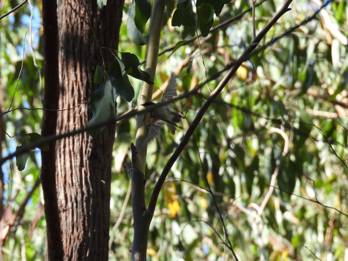 White-naped Honeyeater - ML634627445