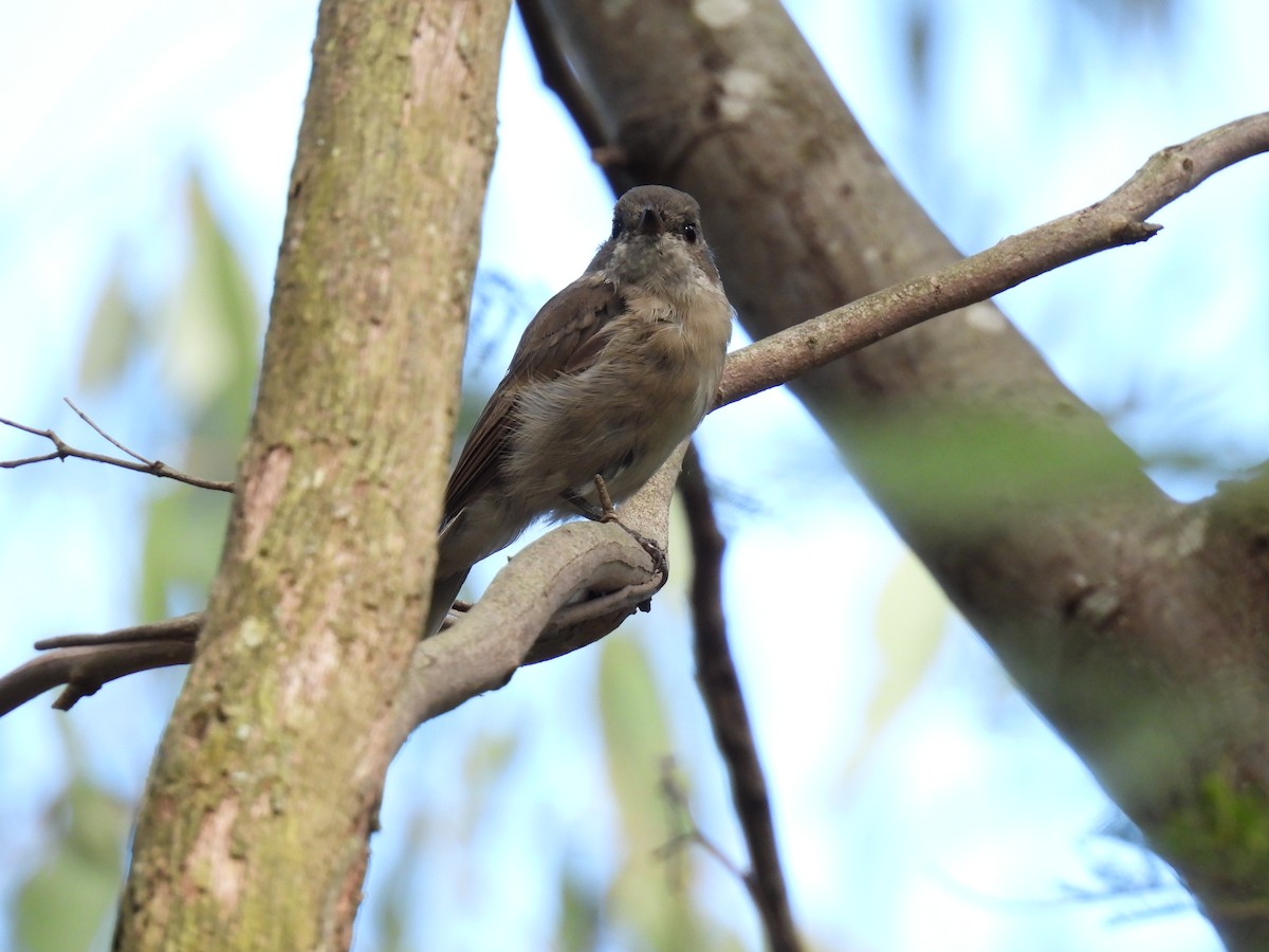 Golden Whistler (Eastern) - ML634627469